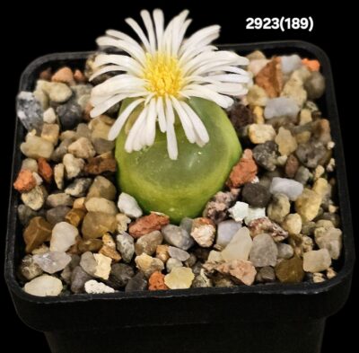 Conophytum maughanii ssp. latum -E Umdaus, COP 166-7 (5x5)-2923(189)