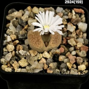 Conophytum verrucosum -COP 353-073 (5x5)-2924(159)