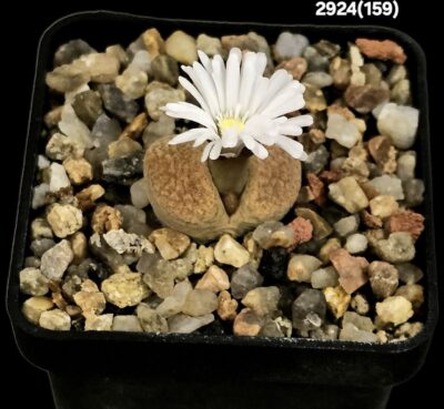 Conophytum verrucosum -COP 353-073 (5x5)-2924(159)
