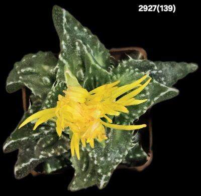 Faucaria tuberculosa `Aranami` (croco fa.) (5x5)-2927(139) - Зображення 2