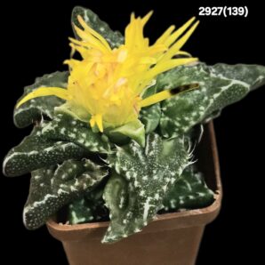 Faucaria tuberculosa `Aranami` (croco fa.) (5x5)-2927(139)