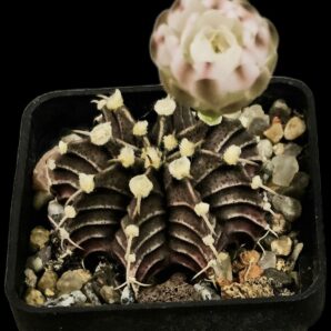 Gymnocalycium hybrid friedrichii var. angustostriatum `Aqua Dulce` (5x5)-2928