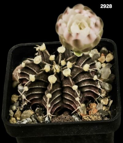 Gymnocalycium hybrid friedrichii var. angustostriatum `Aqua Dulce` (5x5)-2928