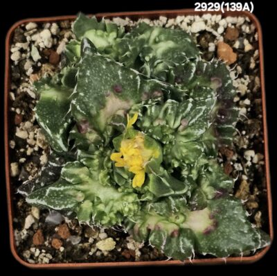 Faucaria tuberculosa `Aranami` (anacon fa.) (7x7)-2929(139A) - Зображення 2