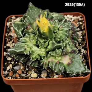 Faucaria tuberculosa `Aranami` (anacon fa.) (7x7)-2929(139A)