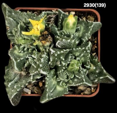 Faucaria tuberculosa `Aranami` (croco fa.) (5x5)-2930(139) - Зображення 2