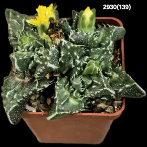 Faucaria tuberculosa `Aranami` (croco fa.) (5x5)-2930(139)