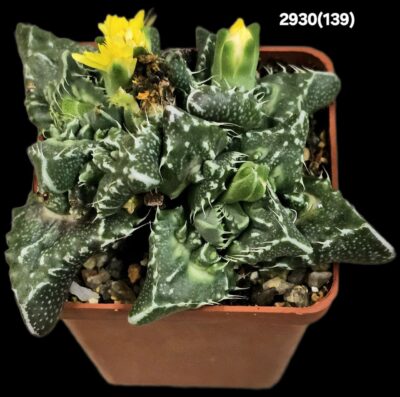 Faucaria tuberculosa `Aranami` (croco fa.) (5x5)-2930(139)
