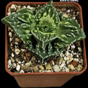Faucaria tuberculosa `Aranami` (anacon fa.) (6x6)-2931(139A)