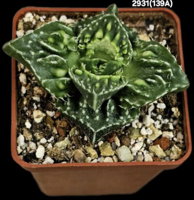 Faucaria tuberculosa `Aranami` (anacon fa.) (6x6)-2931(139A)