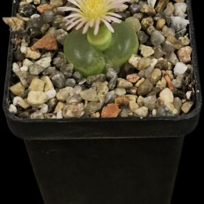 Conophytum maughanii ssp. armeniacum -COP 297-4 (5x5)- 2932(198)