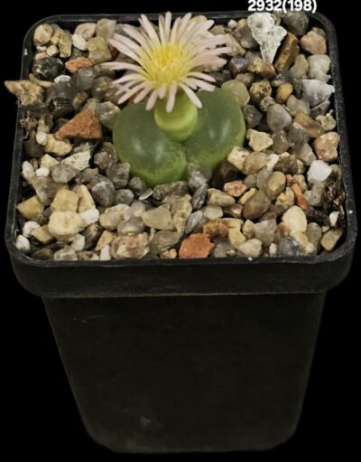 Conophytum maughanii ssp. armeniacum -COP 297-4 (5x5)- 2932(198)
