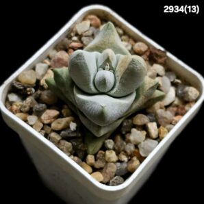 Crassula deceptor (deceptrix) -Richtersveld desert, APl (5x5)- 2934(13)