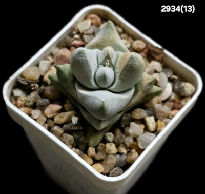 Crassula deceptor (deceptrix) -Richtersveld desert, APl (5x5)- 2934(13)