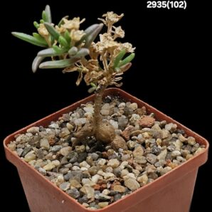 Mestoclema tuberosum (caudex plant) (7x7)-2935(102)