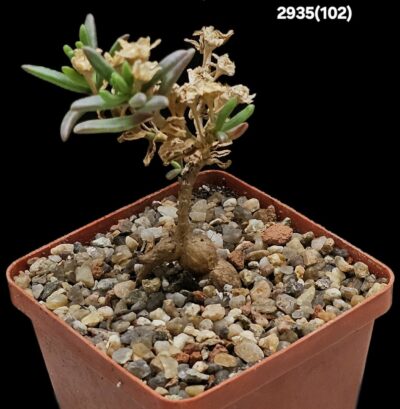 Mestoclema tuberosum (caudex plant) (7x7)-2935(102)