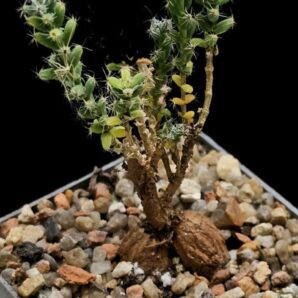 Trichodiadema densum (caudex pl., small clone form) - Little Karoo(6x6)-2936(146)