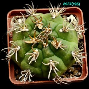 Gymnocalycium euripleurum fa. incultispinus (abnormal spines) (6x6)-2937(195)