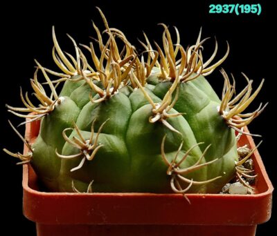 Gymnocalycium euripleurum fa. incultispinus (abnormal spines) (6x6)-2937(195) - Зображення 2