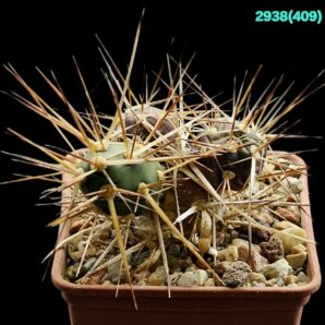 Maihueniopsis (Tephrocactus) darwinii –HNS 378 (7x7)-2938(409)