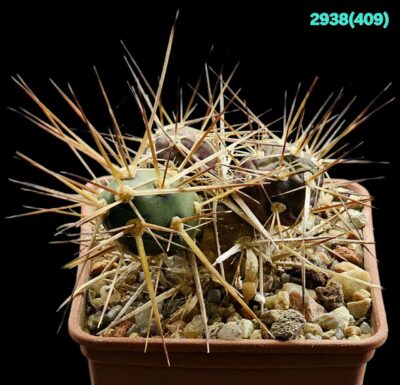 Maihueniopsis (Tephrocactus) darwinii –HNS 378 (7x7)-2938(409)