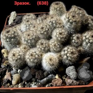 Pygmaeocereus rowleyanus (bylesianus) (fa) (4h)(5x5)-2939(638)