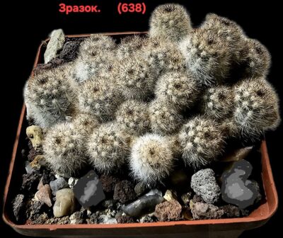 Pygmaeocereus rowleyanus (bylesianus) (fa) (4h)(5x5)-2939(638)