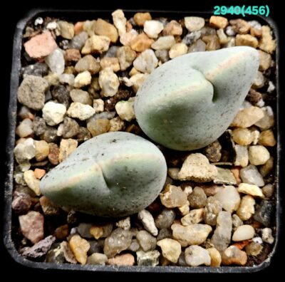 Conophytum taylorianum ssp. ernianum (gigant stem) –Aurus, MG 1456.1 (2h)(5x5)-2940(456) - Зображення 2
