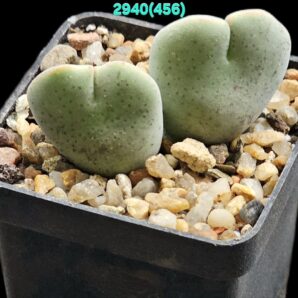 Conophytum taylorianum ssp. ernianum (gigant stem) –Aurus, MG 1456.1 (2h)(5x5)-2940(456)