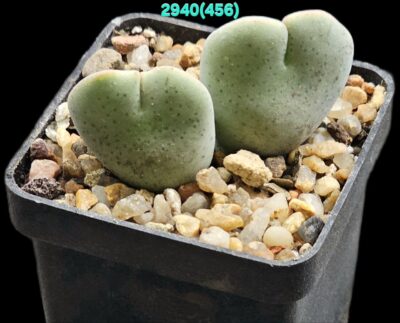 Conophytum taylorianum ssp. ernianum (gigant stem) –Aurus, MG 1456.1 (2h)(5x5)-2940(456)