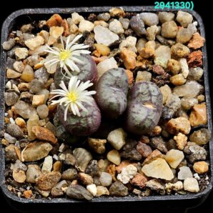 Conophytum obcordellum `picturatum`-TS 252, 2 (5h)(5x5)- 2941(330)