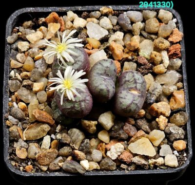 Conophytum obcordellum `picturatum`-TS 252, 2 (5h)(5x5)- 2941(330)