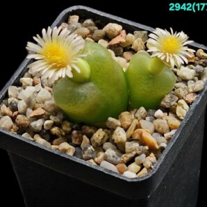 Conophytum maughanii ssp. armeniacum -COP 297-2 (2h)(5x5)-2942(177)