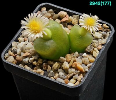 Conophytum maughanii ssp. armeniacum -COP 297-2 (2h)(5x5)-2942(177)