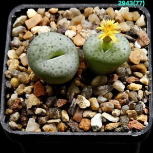 Conophytum hybrid-[stevens-jonesianum X obcordellum] –SH (2h)(5x5)-2943(77)