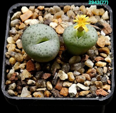 Conophytum hybrid-[stevens-jonesianum X obcordellum] –SH (2h)(5x5)-2943(77)