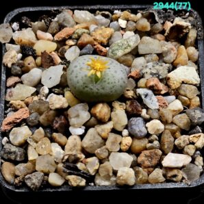 Conophytum hybrid-[stevens-jonesianum X obcordellum] –SH (5x5)-2944(77)
