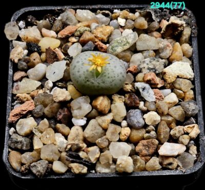 Conophytum hybrid-[stevens-jonesianum X obcordellum] –SH (5x5)-2944(77)