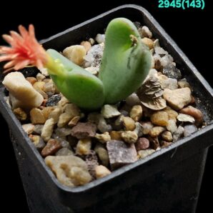 Conophytum bilobum `cauliferum` (red-orange flower) -COP38- 15 (2h)(5x5)-2945(526)