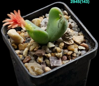 Conophytum bilobum `cauliferum` (red-orange flower) -COP38- 15 (2h)(5x5)-2945(526)