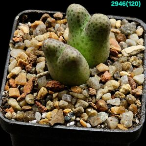 Conophytum marginatum ssp. haramoepense (big fa) -ARM 955D (2h)(5x5)-2946(120)