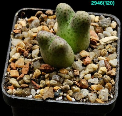 Conophytum marginatum ssp. haramoepense (big fa) -ARM 955D (2h)(5x5)-2946(120)