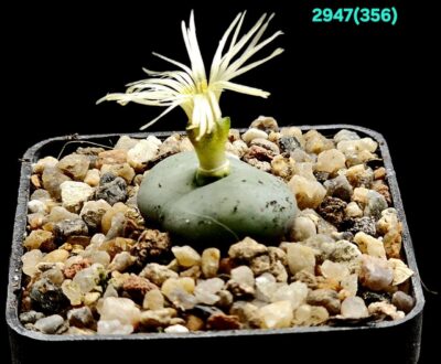 Conophytum obcordellum `giftbergense` -SB 623 (5x5)- 2947(356) - Зображення 2
