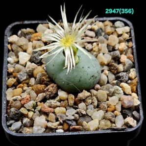 Conophytum obcordellum `giftbergense` -SB 623 (5x5)- 2947(356)