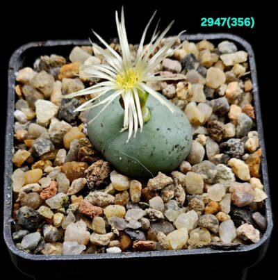 Conophytum obcordellum `giftbergense` -SB 623 (5x5)- 2947(356)