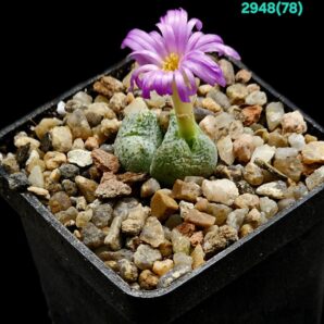 Conophytum taylorianum ssp. taylorianum- DH 4638 (2h)- 2948(78)