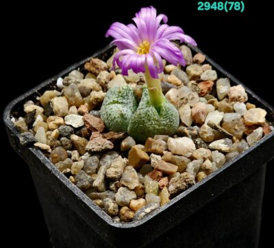 Conophytum taylorianum ssp. taylorianum- DH 4638 (2h)- 2948(78)
