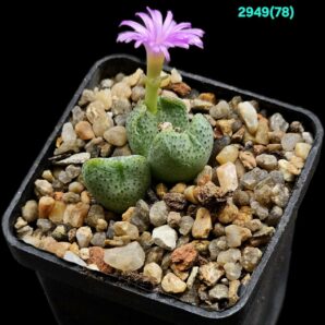 Conophytum taylorianum ssp. taylorianum- DH 4638 (3h)- 2949(78)