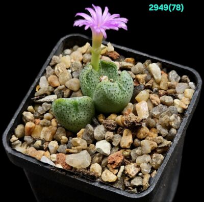 Conophytum taylorianum ssp. taylorianum- DH 4638 (3h)- 2949(78)