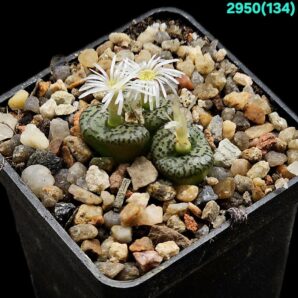 Conophytum obcordellum `giftbergense` -Plzen (3h)(5x5)- 2950(134)